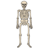 Vintage Jointed Skeleton