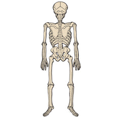 Vintage Jointed Skeleton